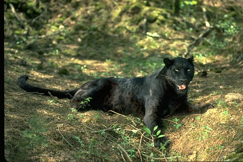 Original photo: A black panther resting on a woodland floor.