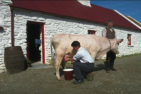 Original photo: A person milking a cow outside a white stone barn with a red roof.