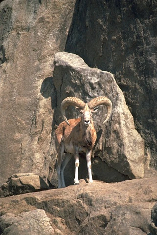 Original photo: A ram with curved horns standing among rocks.