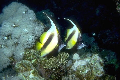 Original photo: Two yellow, black, and white reef fish among coral in deep blue water.